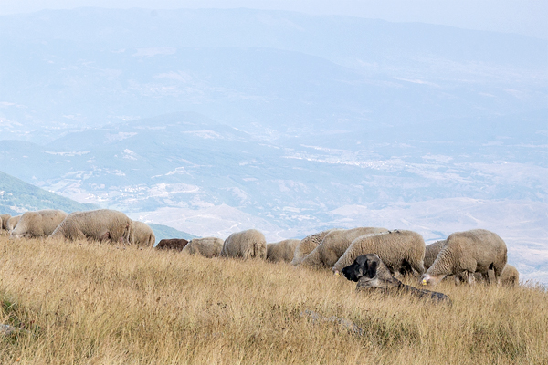 NMK2019-049.jpg NMK2019-049.jpg