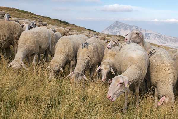 NMK2019-057.jpg NMK2019-057.jpg