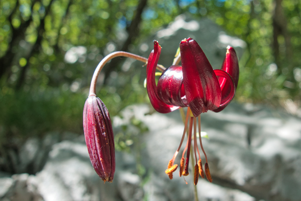 HR2020-A0049.jpg HR2020-A0049.jpg