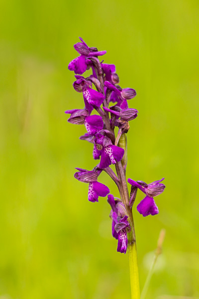 RO2016-073.jpg RO2016-073.jpg