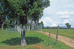 RU2004-014.jpg